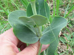 Penstemon grandiflorus