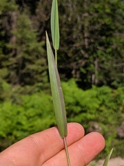 Dichanthelium boreale