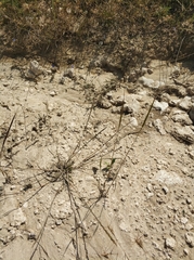 Pseudoroegneria stipifolia