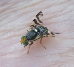 Rhagoletis indifferens