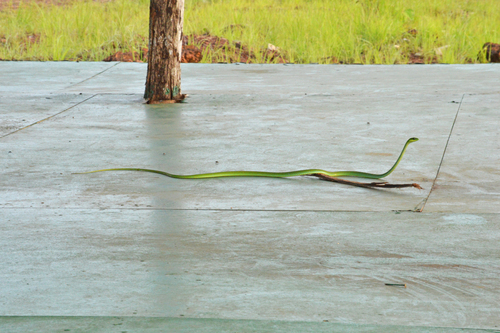 Emerald Snake