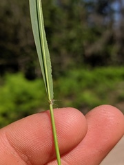 Dichanthelium boreale