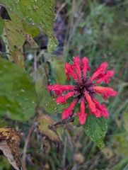 Colquhounia coccinea, photograph Sagnik Dutta Roy, CC BY, iNaturalist via GBIF