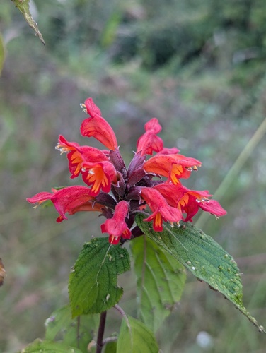 Colquhounia coccinea, photograph 3