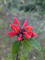Colquhounia coccinea, photograph Sagnik Dutta Roy, CC BY, iNaturalist via GBIF