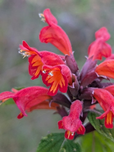 Colquhounia coccinea, photograph 1