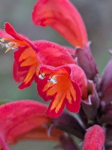 Colquhounia coccinea, photograph 5