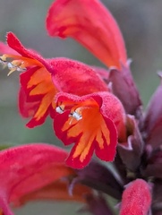 Colquhounia coccinea, photograph Sagnik Dutta Roy, CC BY, iNaturalist via GBIF