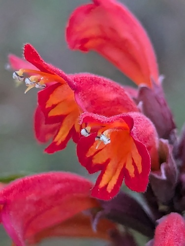 Colquhounia coccinea, photograph 6