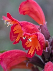 Colquhounia coccinea, photograph Sagnik Dutta Roy, CC BY, iNaturalist via GBIF