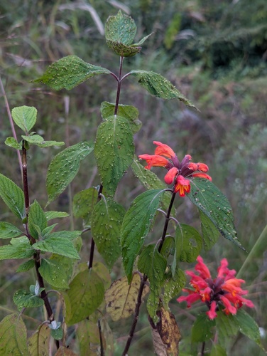 Colquhounia coccinea, photograph 2