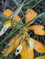 Neohymenopogon parasiticus, photograph Sagnik Dutta Roy, CC BY, iNaturalist via GBIF