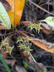 Neohymenopogon parasiticus, photograph Sagnik Dutta Roy, CC BY, iNaturalist via GBIF