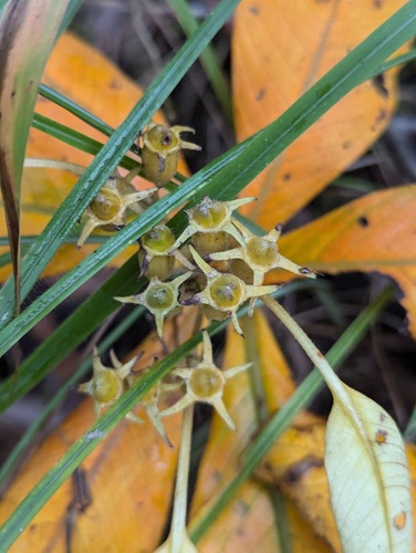 Neohymenopogon parasiticus, photograph 2