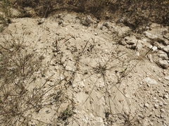 Pseudoroegneria stipifolia