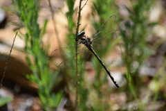 Cordulegaster obliqua