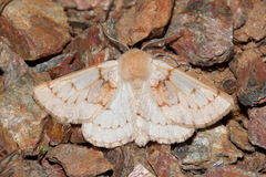 Dyscia distinctaria