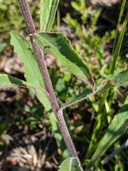 Solidago hispida hispida