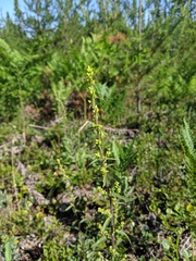 Solidago hispida hispida