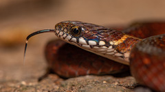 Kosempo Keelback photo 3