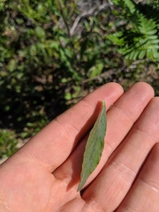 Solidago hispida hispida
