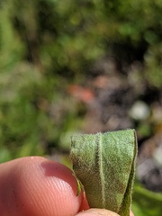 Solidago hispida hispida