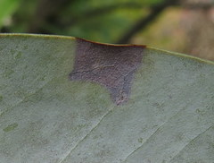 Phyllosticta magnoliae