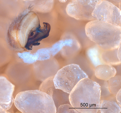Oecobius maculatus