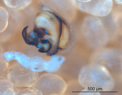 Oecobius maculatus