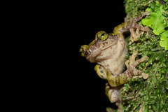 Green Iris Tree Frog photo 3