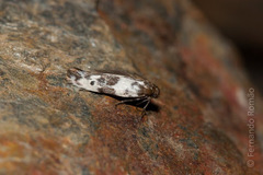 Enolmis acanthella