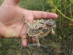Phrynosoma coronatum