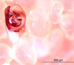 Oecobius maculatus
