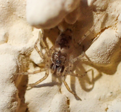 Oecobius maculatus