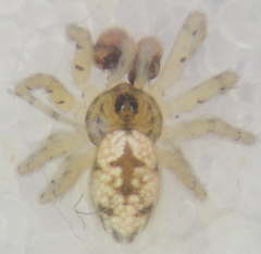Oecobius maculatus