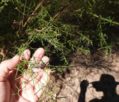 Image of Westringia eremicola by (c) Mark Clarke, some rights reserved (CC BY)