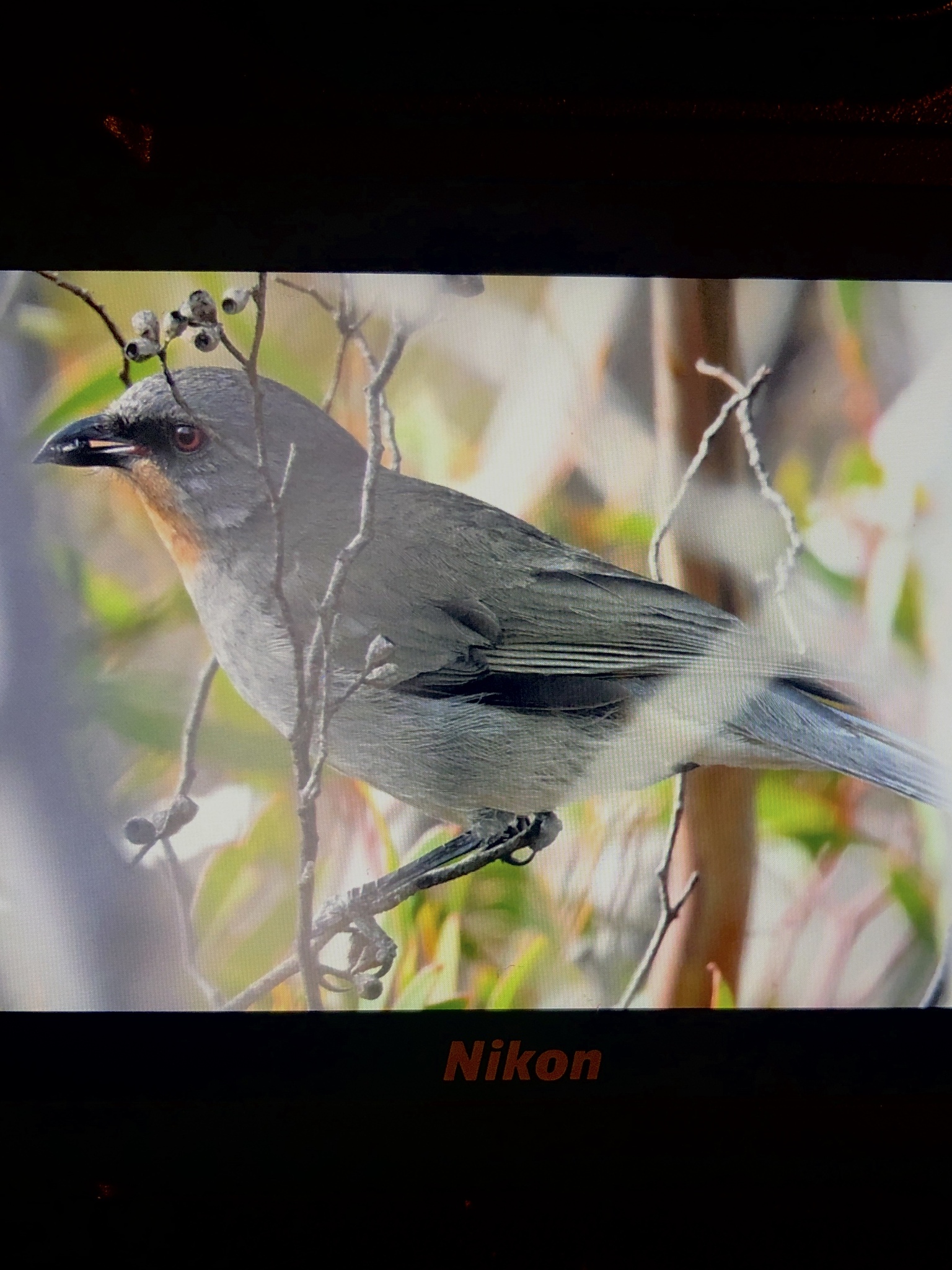 Gilbert's Whistler (Pachycephala inornata), photo 7