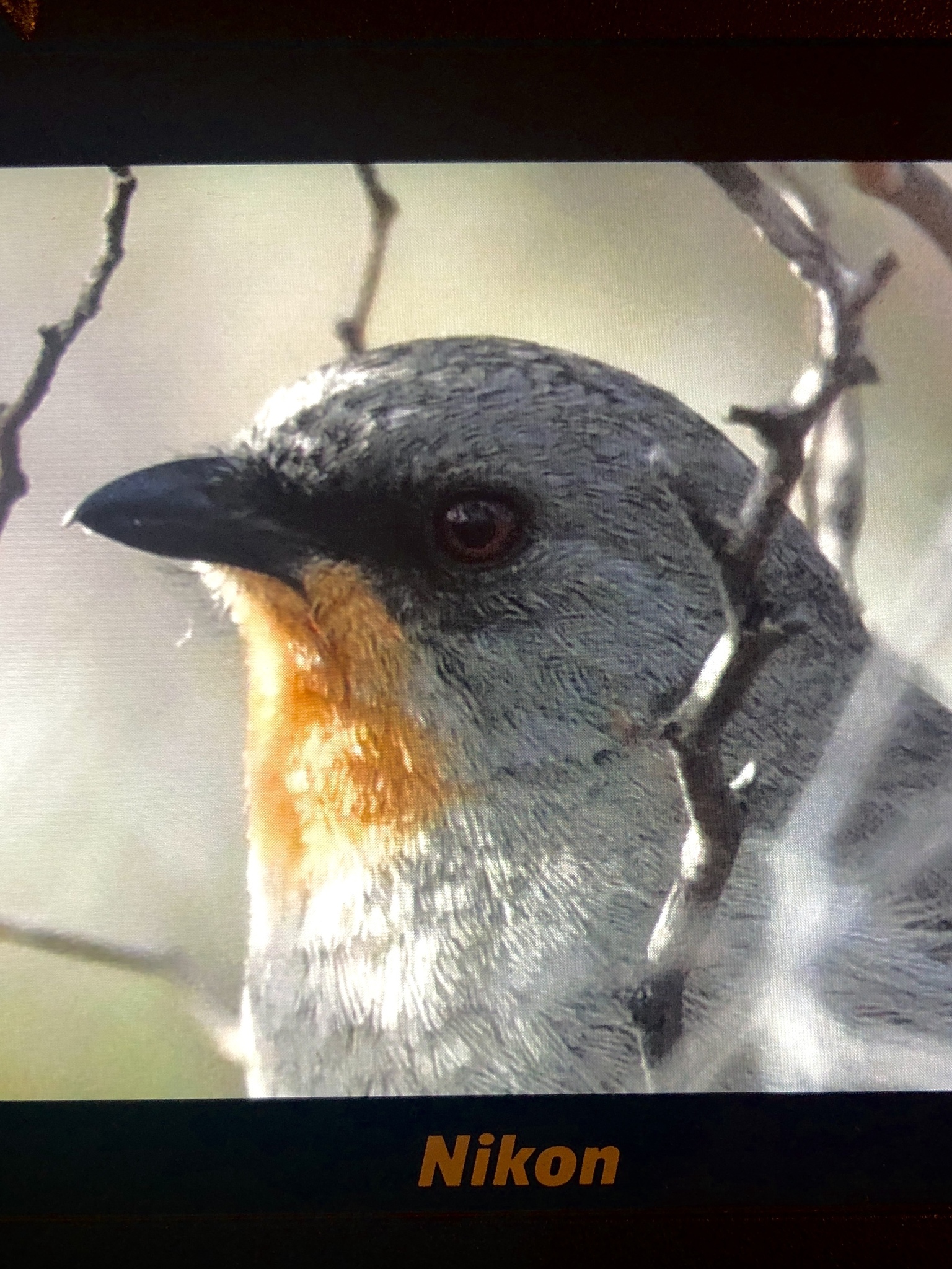 Gilbert's Whistler (Pachycephala inornata), photo 8