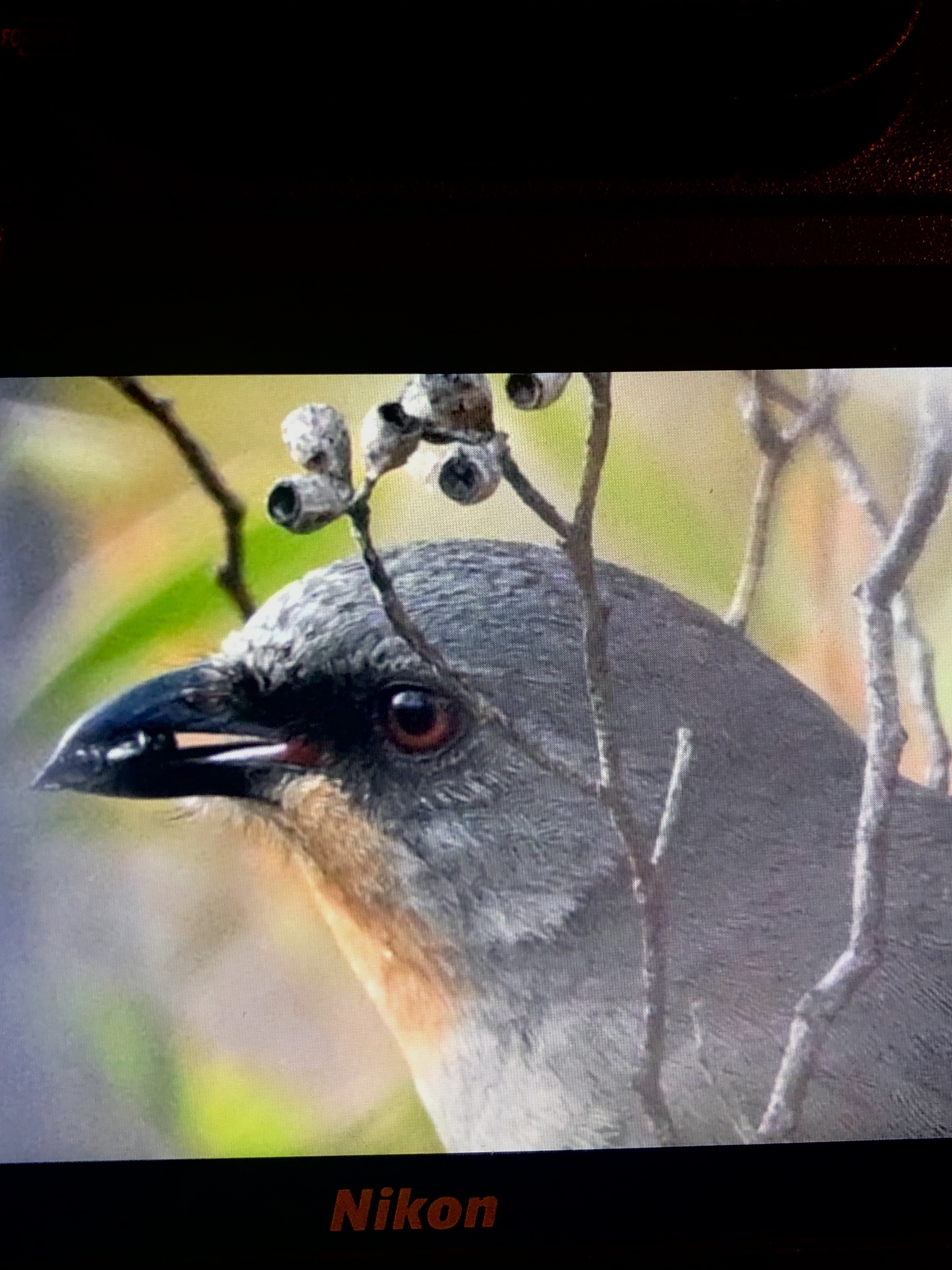Gilbert's Whistler (Pachycephala inornata), photo 9