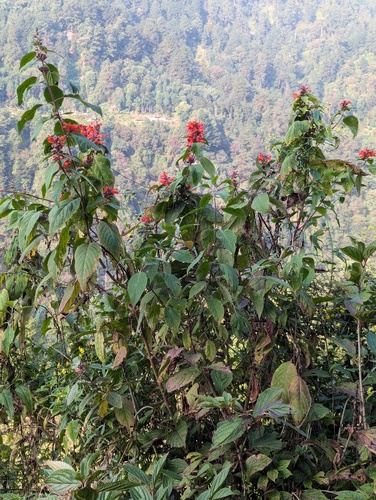 Himalayan Mint Shrub (Colquhounia coccinea)