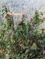 Colquhounia coccinea