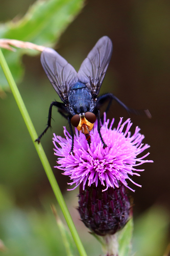Yellow-faced Blowfly