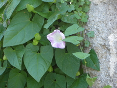 Calystegia × pulchra