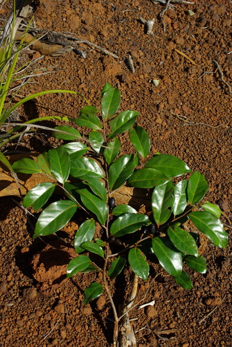 Alangium vitiense observed 2010-02-24