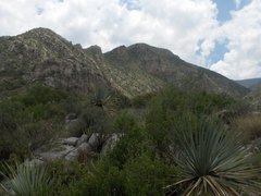 Dasylirion cedrosanum