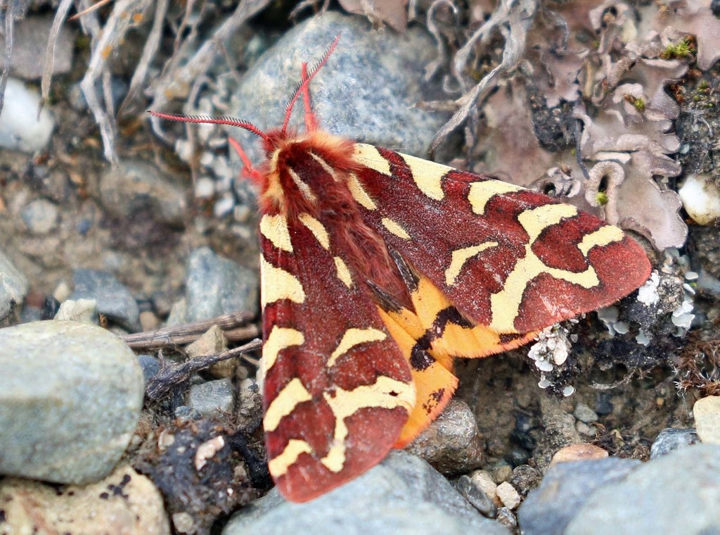 Lapland Tiger Moth