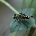 Merogomphus - Photo (c) Weiting Liu, some rights reserved (CC BY-NC-SA)