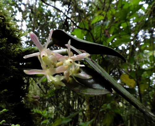 Epidendrum jajense Rchb.f.