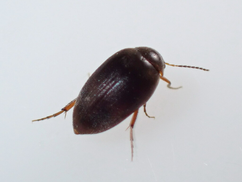 Nycteus meridionalis