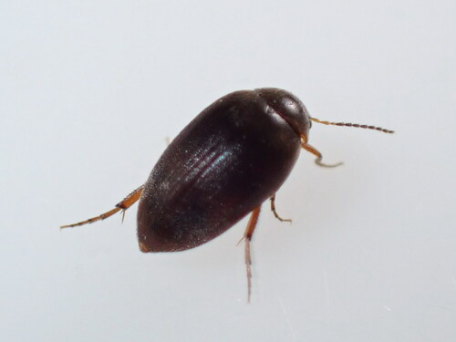 Nycteus meridionalis